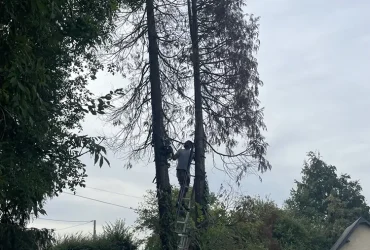 abattage thuya boussey 27750