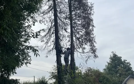 Abattage thuya La Couture-Boussey 27750