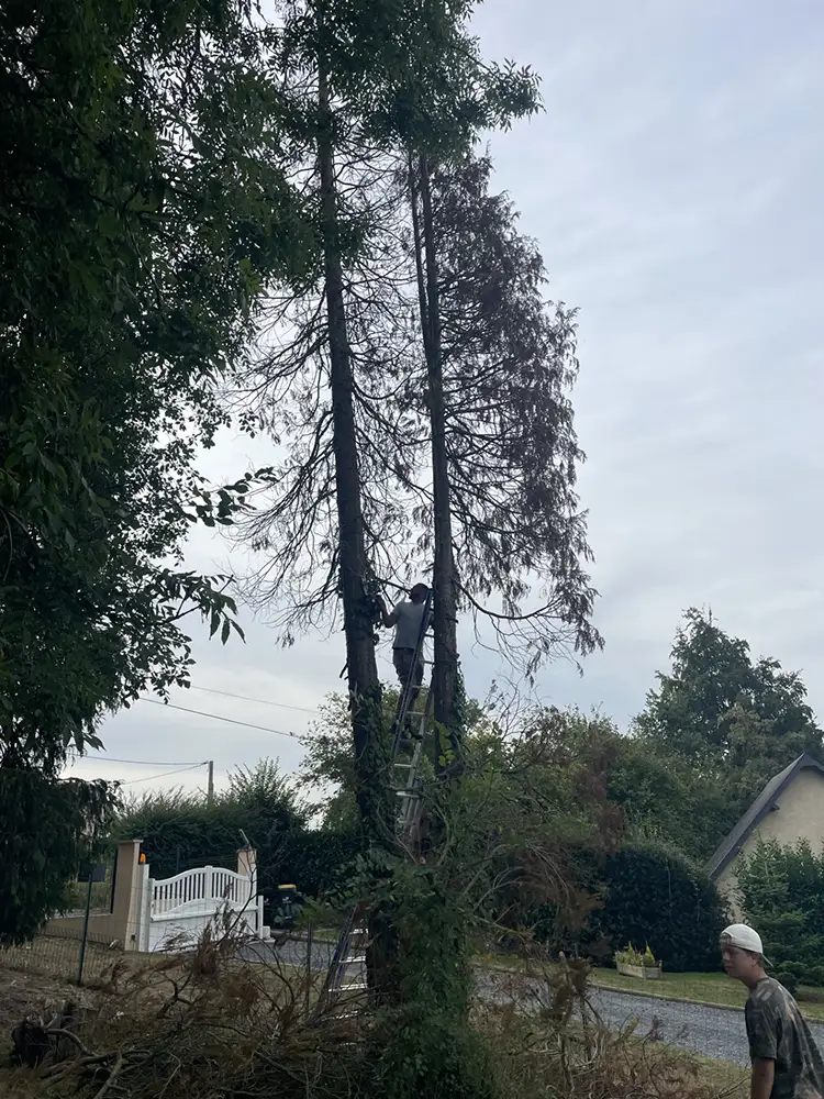 Abattage thuya La Couture-Boussey 27750