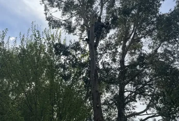 abattage eucalyptus tacoignières 78910 2