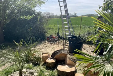 abattage eucalyptus tacoignières 78910 3