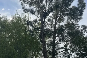 abattage eucalyptus tacoignières 78910