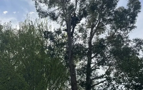 Abattage eucalyptus Tacoignières 78910