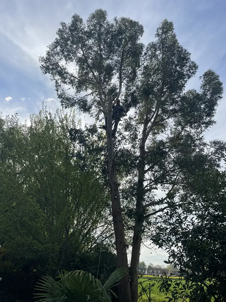 Abattage eucalyptus Tacoignières 78910