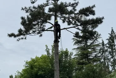 abattage pin maritime anet 28260 2