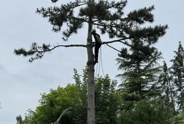 abattage pin maritime anet 28260 3