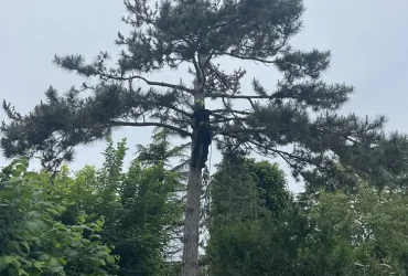 abattage pin maritime anet 28260