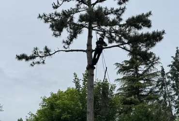 abattage pin maritime anet 28260 4