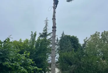 abattage pin maritime anet 28260 5