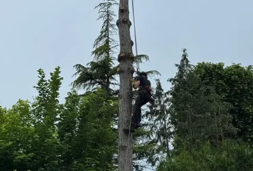 abattage pin maritime anet 28260 6