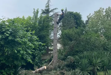 abattage pin maritime anet 28260 7