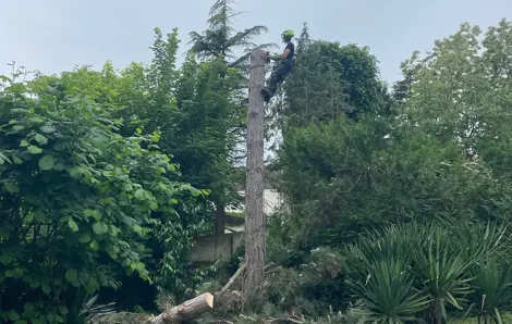 Abattage pin maritime Anet 28260