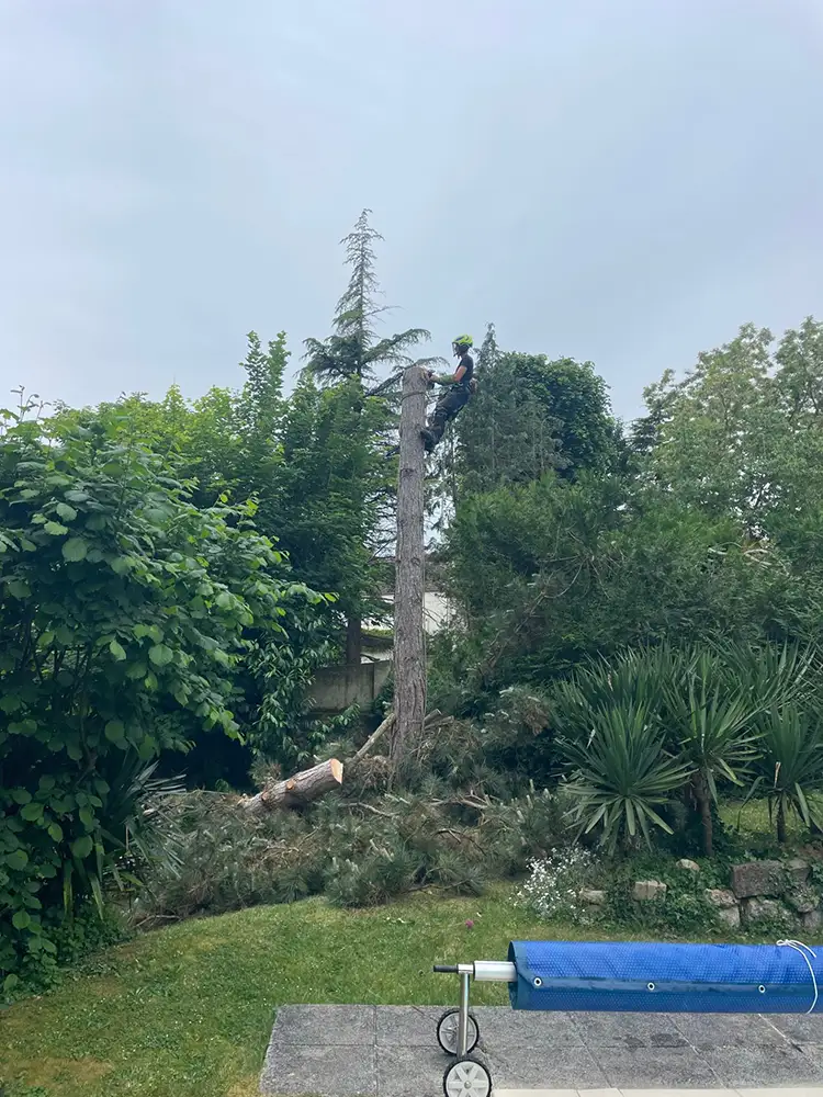 Abattage pin maritime Anet 28260