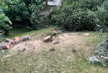 abattage pin maritime anet 28260 8