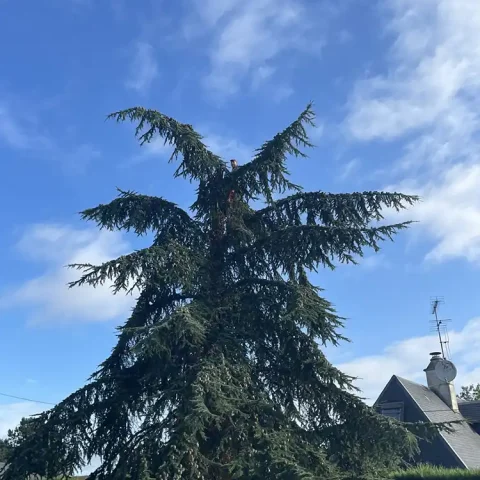 abattage arbre beaumont le roger 27 2