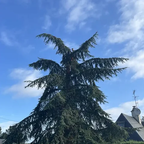 abattage arbre beaumont le roger 27