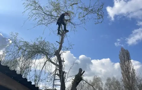 Abattage saule pleureur Ivry-la-Bataille 27540