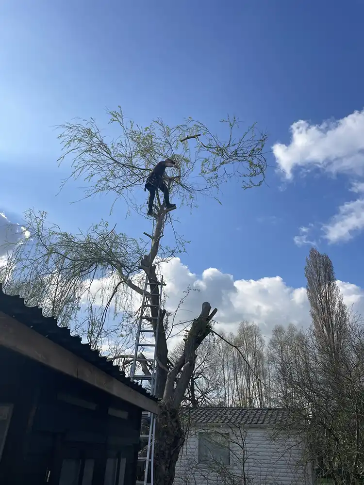 Abattage saule pleureur Ivry-la-Bataille 27540