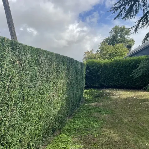 taille de haie beaumont le roger 27