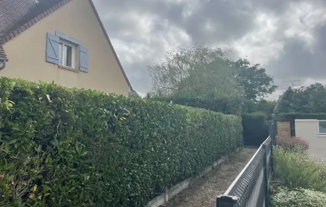 Taille de haie Pacy-sur-Eure 27120