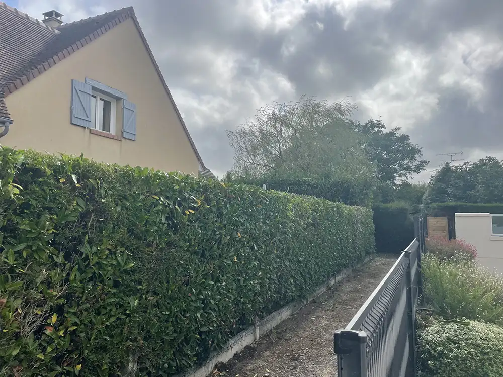 Taille de haie Pacy-sur-Eure 27120
