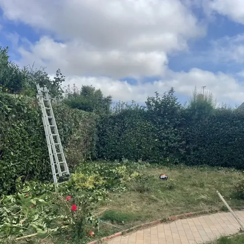 taille haie pacy sur eure 27120 3