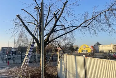 alagage peuplier trembles evreux 27000 2