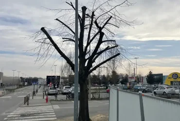 alagage peuplier trembles evreux 27000