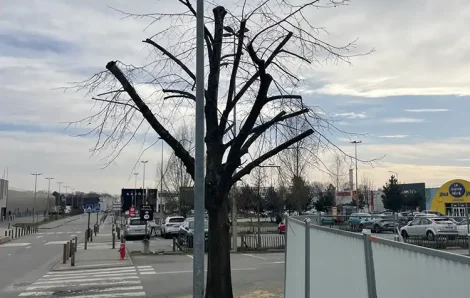 Elagage peuplier Évreux 27000