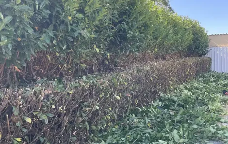 Taille de haie Houdan 78550