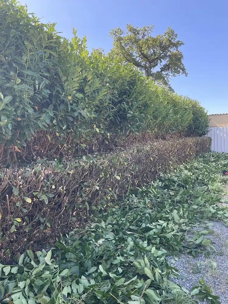 taille haie laurier houdan 78550