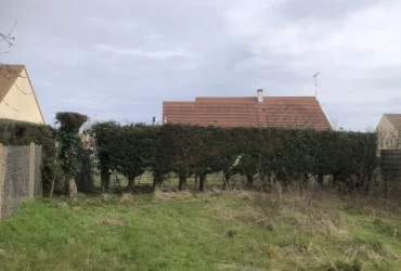 Taille de rabat sur cyprès Saint Saint-Martin-de-Nigelles 28130 - detail