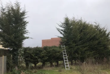 Taille de rabat sur cyprès Saint Saint-Martin-de-Nigelles 28130 - finitions